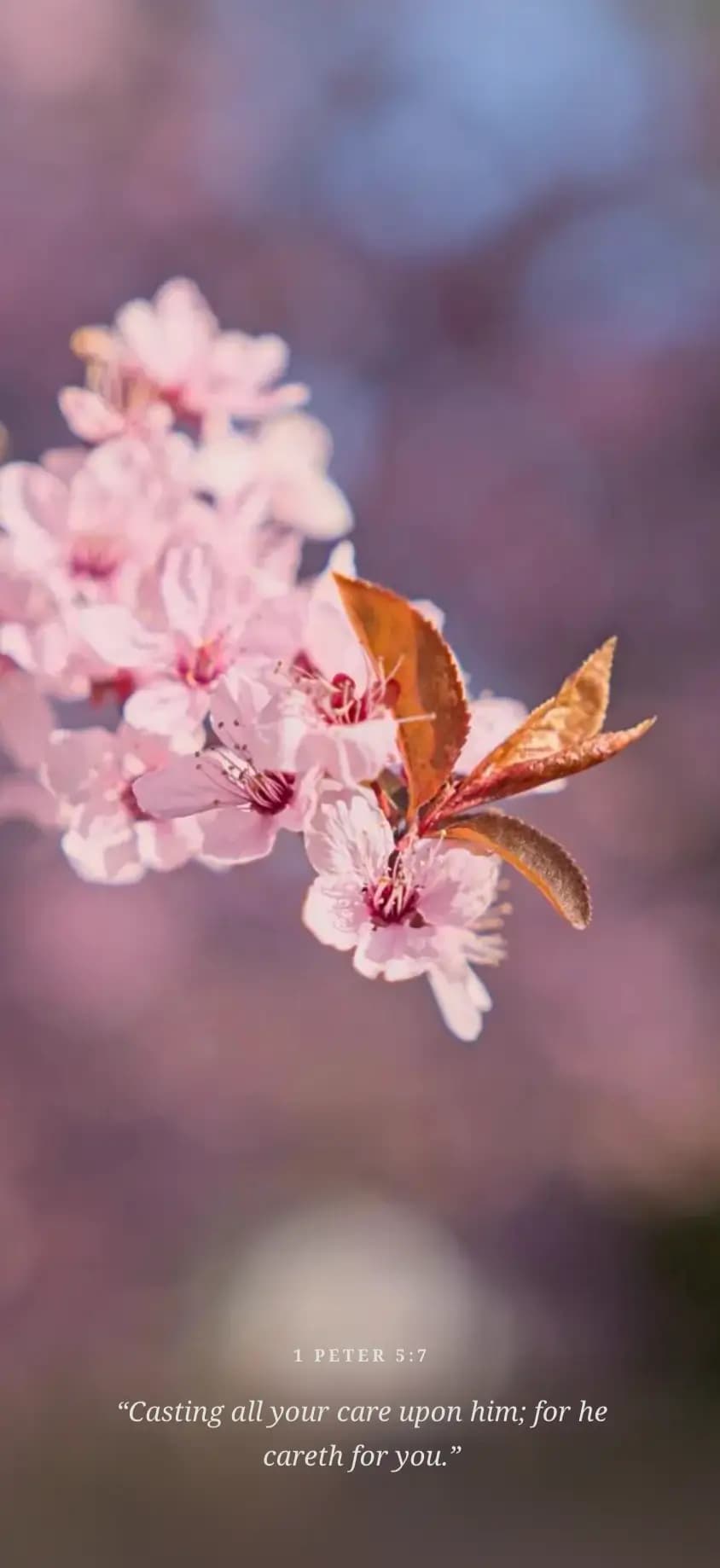 A pink flower in soft natural light
