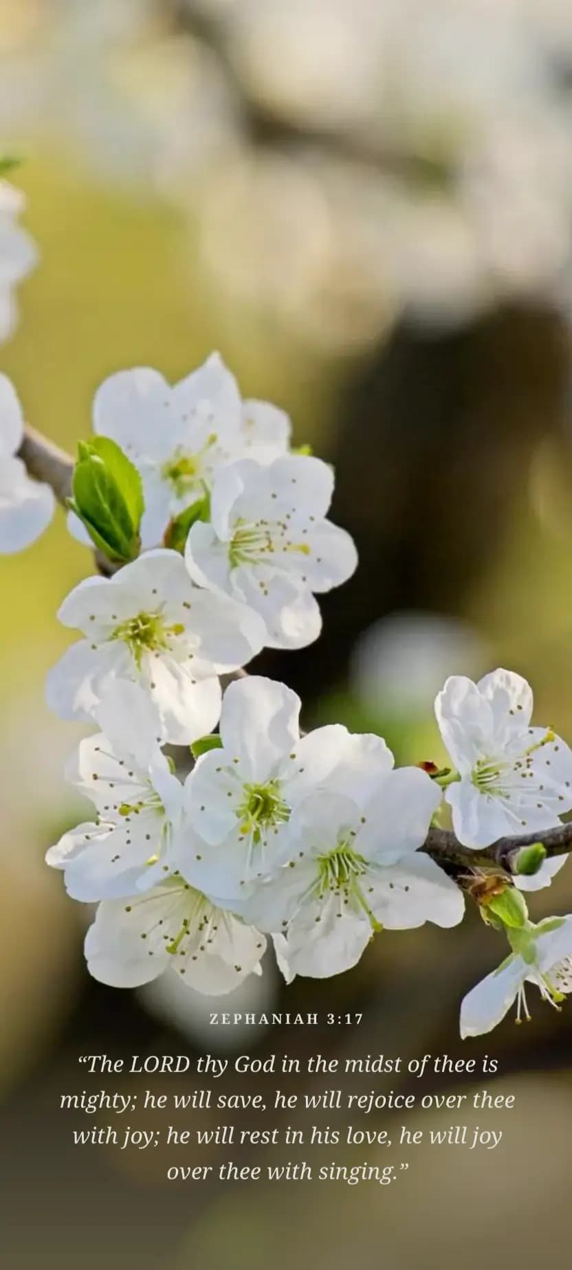 A white flower in soft natural light